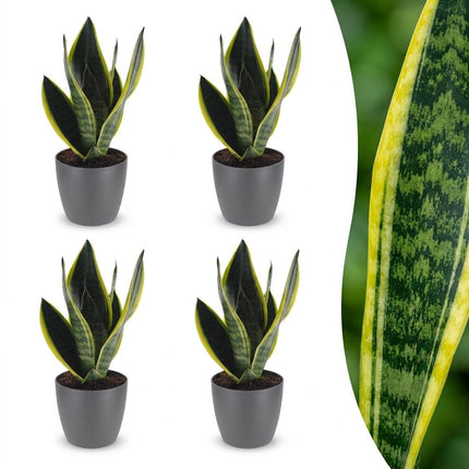 Sansevieria Future Superb - Vrouwentong - met grijze pot - ↕35cm - Ø12cm - 4x