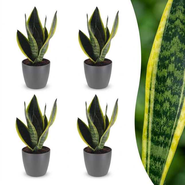 Sansevieria Future Superb - Wężownica - w szarej doniczce - ↕35cm - Ø12cm - 4x
