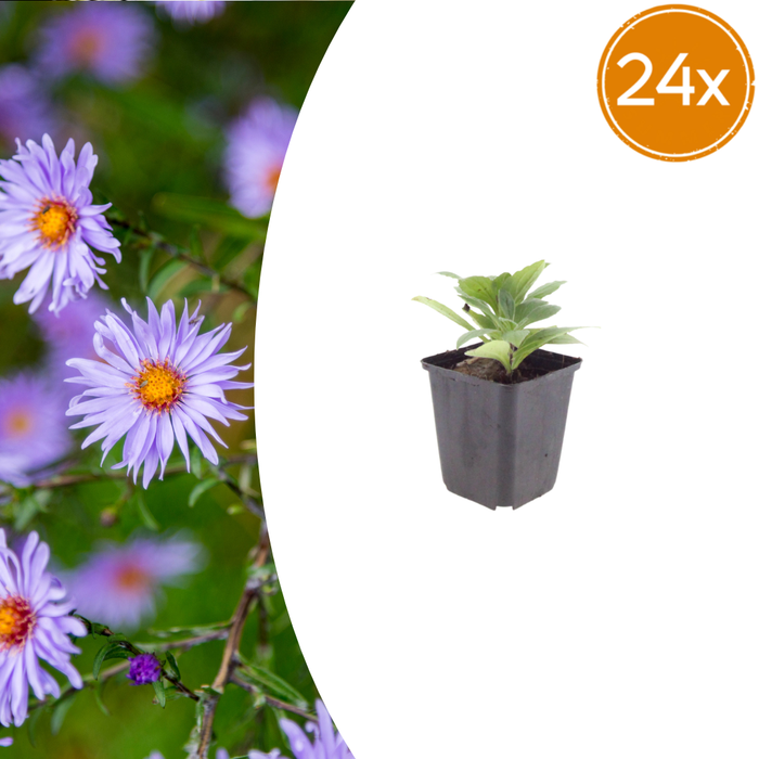 Aster frikartii 'Monch' - Herfstaster - ↕10-25cm - Ø9cm - 24x