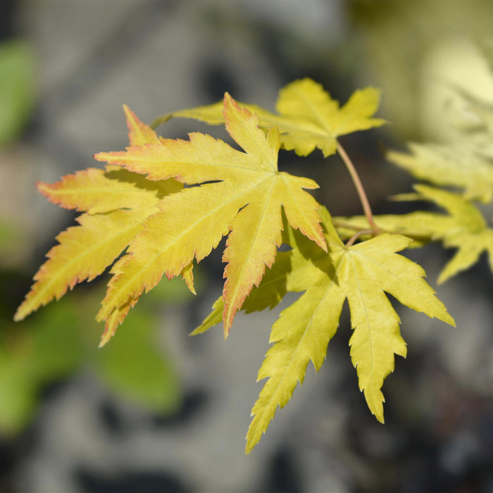 Acer palmatum Orange Dream - Japanse Esdoorn - Oranje - ↕90cm - Ø26cm