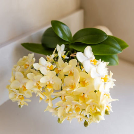 Kolibri Orchids | Gele Phalaenopsis orchidee - Botanic Geel - bloeiende kamerplant - vers van de kweker - Ø9cm