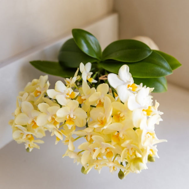 Kolibri Orchids | Gele Phalaenopsis orchidee - Botanic Geel - bloeiende kamerplant - vers van de kweker - Ø9cm
