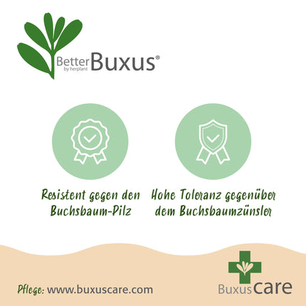 Buxus Haag - BetterBuxus Babylon Beauty - Resistant tegen de Buxus schimmel - 1 strekkende meter - ↕30-35cm - Ø13cm - 6x