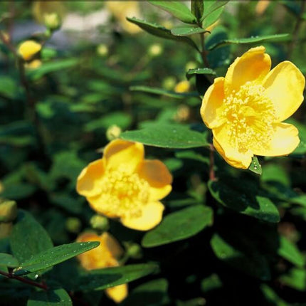 Hypericum dummeri 'Peter Dummer' - ↕10-25cm - Ø9cm - 12x