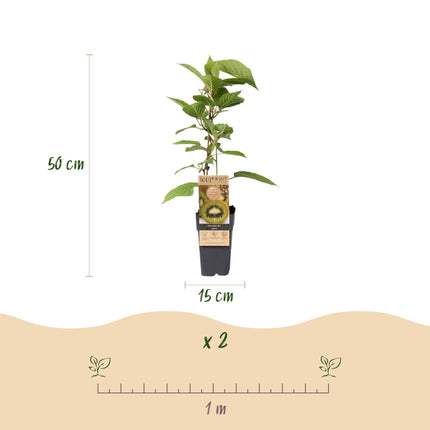 Roślina kiwi zielonego - Actinidia deliciosa Jenny - zielone owoce - ↕50cm - Ø15cm - 2x