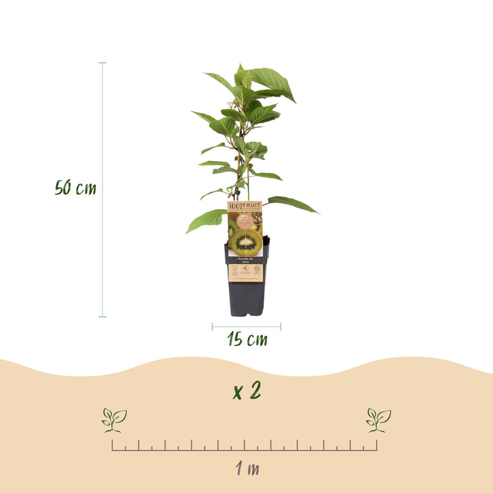 Fruitplant - Groene Kiwi - Actinidia deliciosa Jenny  - Groene Vrucht - 2 planten - Pot 15cm Hoogte 50cm