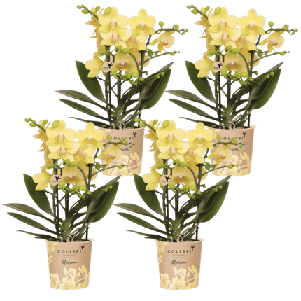 Kolibri Orchids | Combi Deal - 4 Gele Phalaenopsis Orchideeën Blossom Albenga - Ø9 cm
