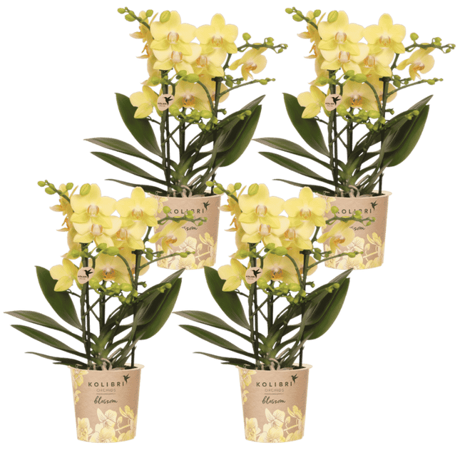 Kolibri Orchids | Combi Deal - 4 Gele Phalaenopsis Orchideeën Blossom Albenga - Ø9 cm