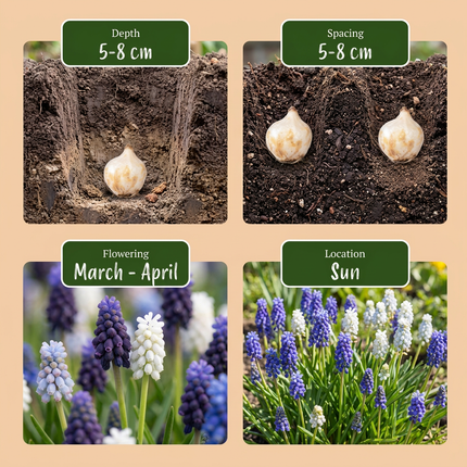 100x Muscari Magic mix - Bloembollen - Druifhyacint - Diversen - Verwilderingsbol - Bolmaat 7/8