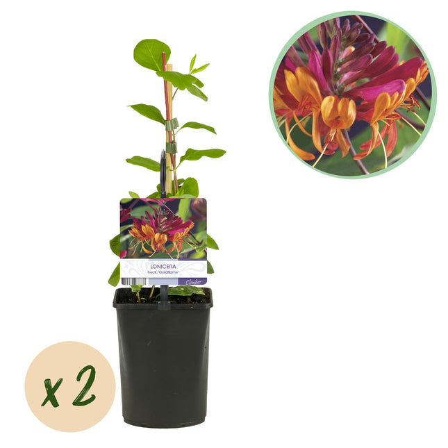 Lonicera Heckrottii Goldflame - Flor rosa y amarilla - Madreselva - ↕40cm - Ø11cm - 2x