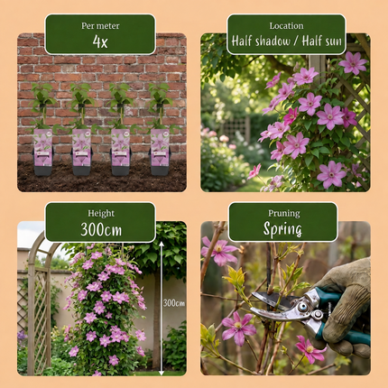 Clematis Hagley Hybrid - Bosrank 4x - Roze - Klimplant - Ø9cm - ↕35cm