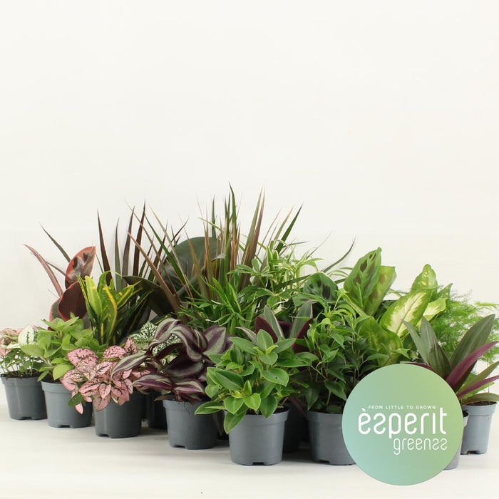 Plantenbox - Groenmix Greenss - 24 stuks - Ø8,5cm - ↕10cm - Mini Plantjes