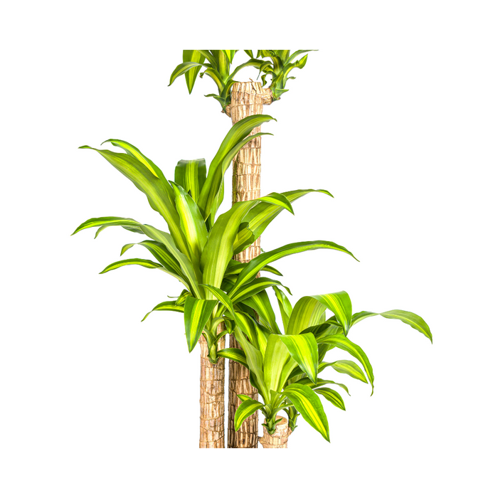Dracaena Fragrans Massangeana met mand Ø24cm - ↕130 - 150cm