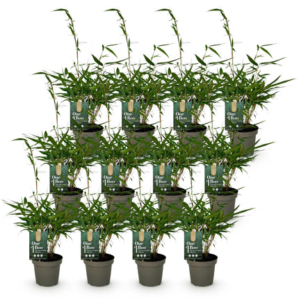 Bamboe - Fargesia robusta Pingwu - Niet Woekerend - Groen - ↕35cm - Ø14cm - 12x