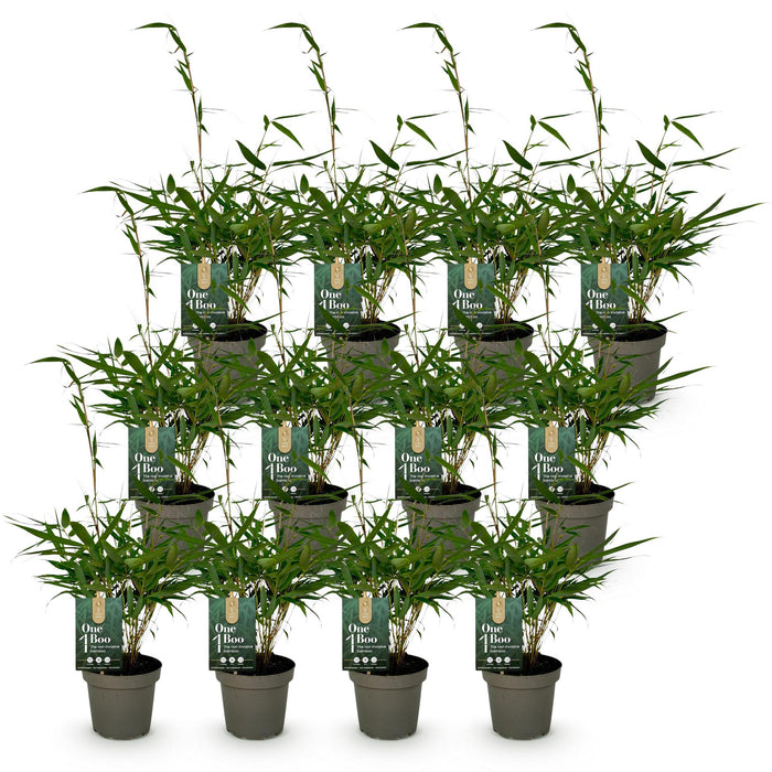 Bamboe - Fargesia robusta Pingwu - Niet Woekerend - Groen - ↕35cm - Ø14cm - 12x