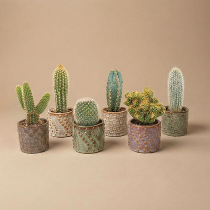 Cactus Set van 6 in Keramische Mini Potjes Madrid - ↕8–12cm