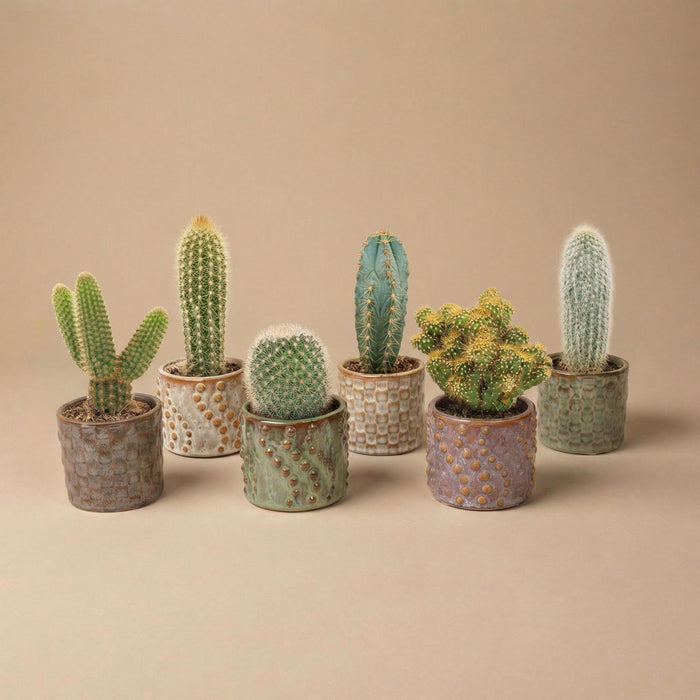Cactus Set of 6 in Ceramic Mini Pots Madrid - ↕8–12cm