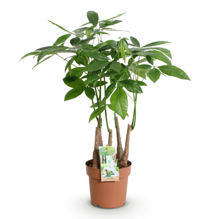 Pachira Aquatica de tallos múltiples - Árbol del dinero - ↕50-55cm - Ø17cm