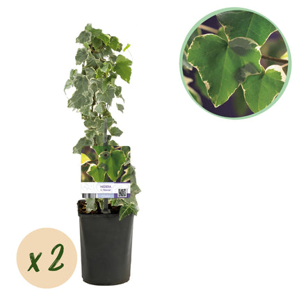 Hedera Helix Glacier - Pianta rampicante - Foglie variegate - ↕40cm - Ø11cm - 2x