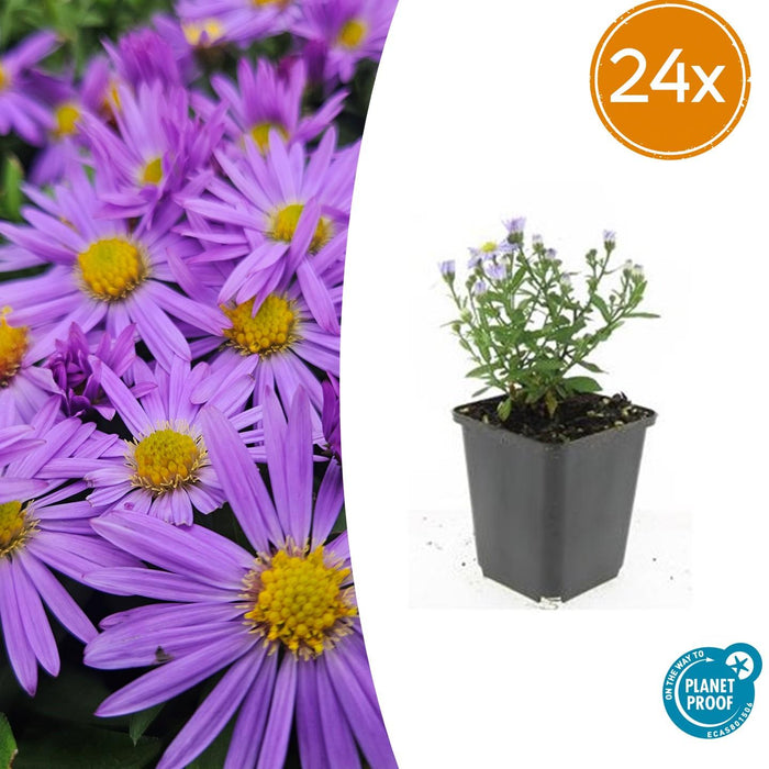 Aster (D) 'Prof. Anton Kippenberg'  - ↕10-25cm - Ø9cm - 24x