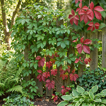 Parthenocissus quin. 'Engelmannii' - Engelmann klimop 6x - Geel - Groen - Klimplant - Ø9cm - ↕35cm
