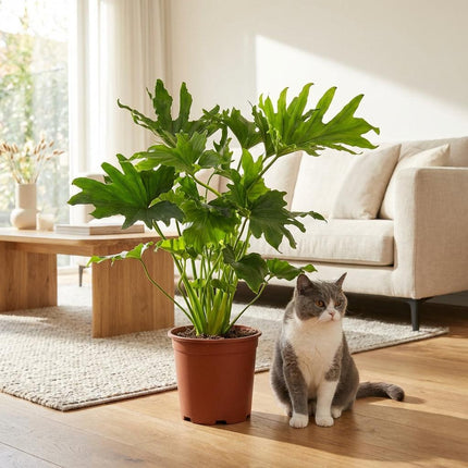 Philodendron Lickety split - ↕70cm - Ø19cm