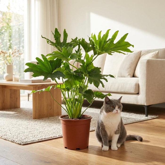 Philodendron Lickety split - ↕70cm - Ø19cm