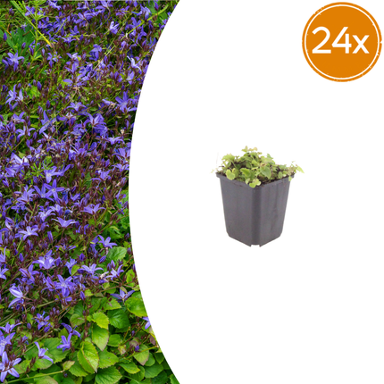 Campanula poscharskyana - Kruipend klokje - ↕10-25cm - Ø9cm - 24x