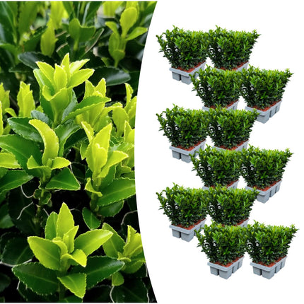 Euonymus 'Green Spire' – Kardinalshut – ↕15 cm – Ø7 cm – 72 Stück