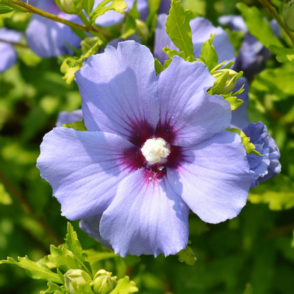 Hibiscus syriacus Oiseau Blue - Bloem Blauw - 1 Plant - Bladverliezend - Weinig Onderhoud - Pot 17cm Hoogte 45cm