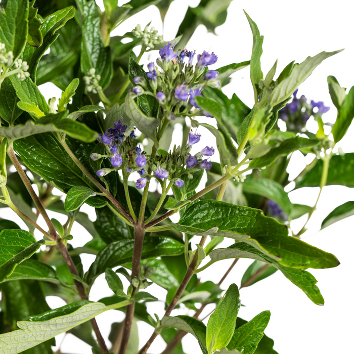 Caryopteris x Clandonensis - ↕40-50cm - Ø19cm