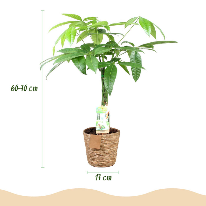 Pachira Aquatica gevlochten stam - Geldboom - met mand - Pot 17cm - Hoogte 60-70cm