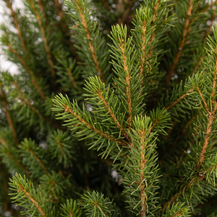 Picea glauca Conica - Kegelspar - Groen - Kerstboom - incl. zinken pot - Ø17cm - ↕65cm