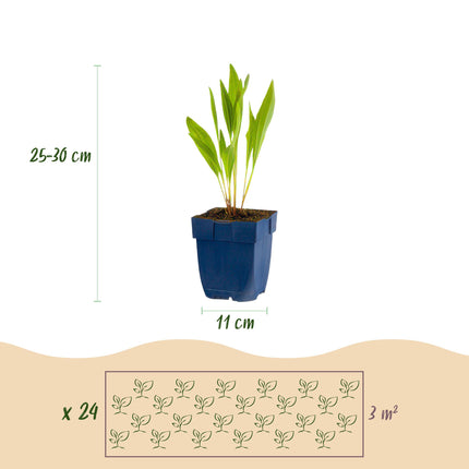 Borderpakket - Bijen en Vlinderlokkend - 24 Vaste planten - 3 m2 - Diversen kleuren - Weinig Onderhoud - Ø11cm