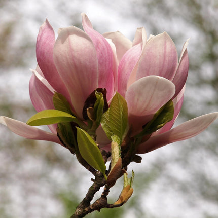 Magnolia soulangiana - Fleurs rose clair - 1 plant - Caduc - Entretien facile - Pot de 17 cm - Hauteur : 45 cm