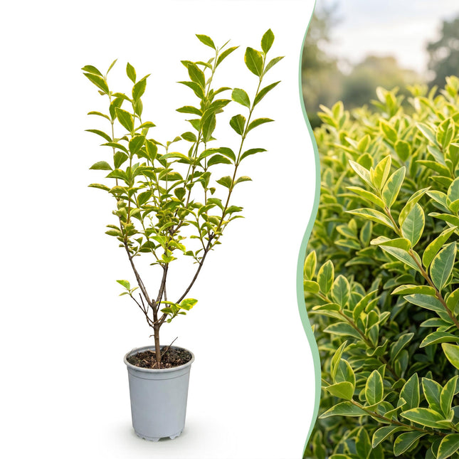 Ligustrum ovalifolium Aureum - Bontbladige Liguster - 40x Haagplanten - Groenblijvend - Bont - Pot 9cm - Hoogte 35-45cm