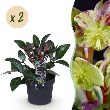 Lenteroos - Helleborus lividus Purple Marble - Paarse Bloem - ↕35cm - Ø14cm - 2x