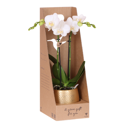 Kolibri Orchids | Witte Phalaenopsis Orchidee - Mineral Amabilis in Elite Sierpot Goud met Giftbox - Ø9 cm
