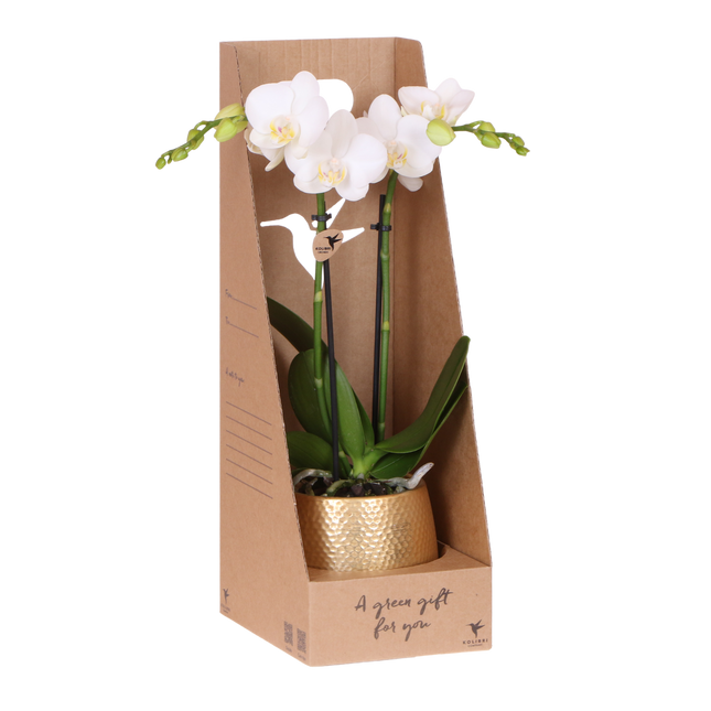 Kolibri Orchids | Witte Phalaenopsis Orchidee - Mineral Amabilis in Elite Sierpot Goud met Giftbox - Ø9 cm