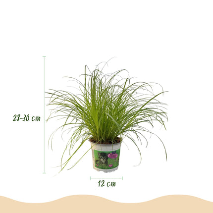 Cyperus alternifolius Zumula - Hierba para gatos - ↕25-30cm - Ø12cm - 2x