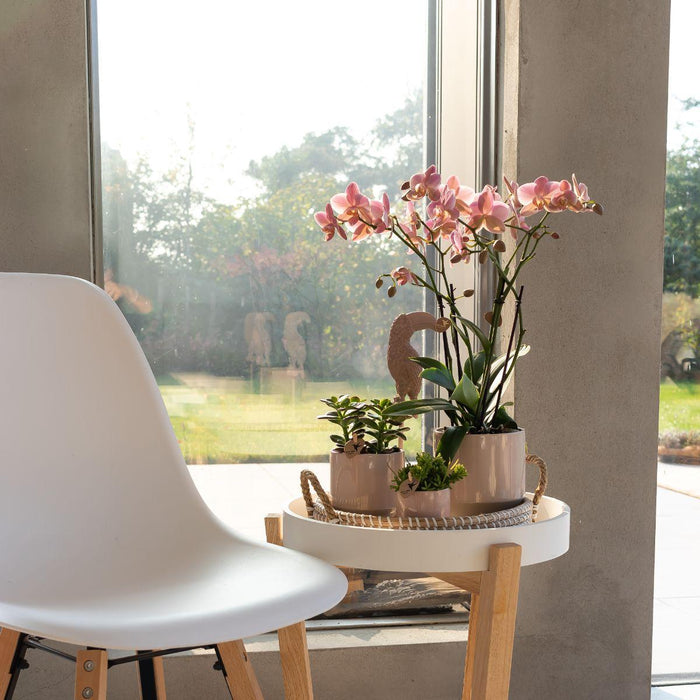 Oudroze Phalaenopsis orchidee - Jewel Treviso - potmaat Ø9cm | bloeiende kamerplant