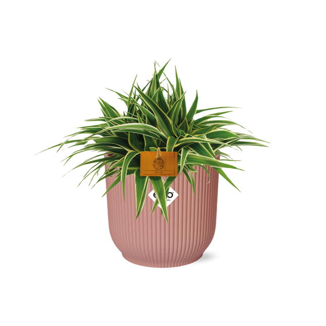 Chlorophytum Ocean - i elho Vibes Fold rund sart pink - ↕10-20cm - Ø16cm