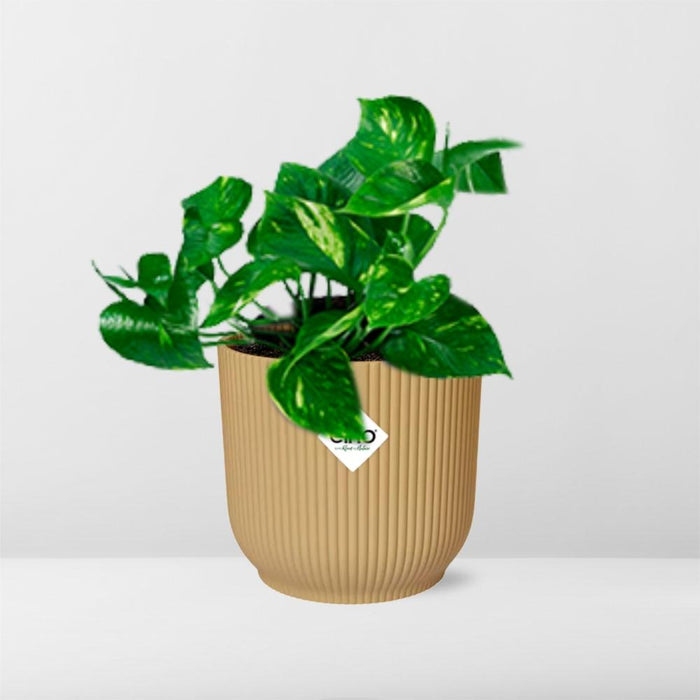Epipremnum Pinnatum ‘Aureum’ in elho Vibes Fold Ø14cm geel