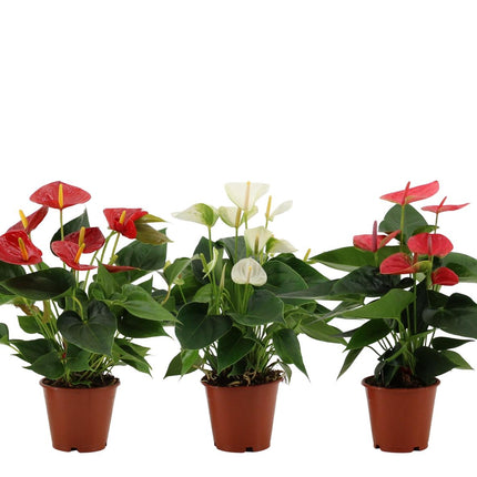 Anthurium Color Mix - ↕36cm - Ø12cm - 3x