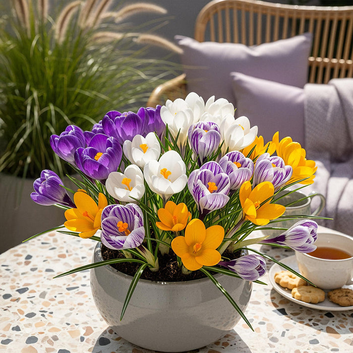 Bloembollen - Crocus Large Flowering mix - Diversen kleuren - 30 stuks - Bolmaat 7/8 - XXL Pack