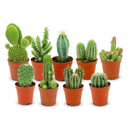 Zestaw Mini Kaktusów - ↕5-10 cm - Ø5,5 cm - 9x