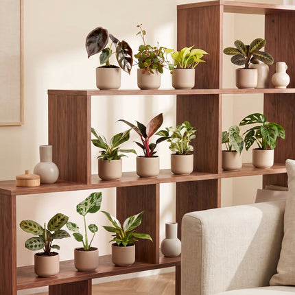 Baby Plants Surprise Box 12x - Verrassingsbox kleine planten - Diversen - Tropisch - Ø6cm - ↕5-15cm