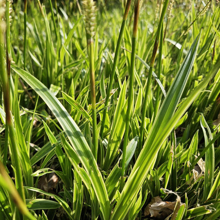 Carex morrowii 'Aureovariegata' - Zegge - ↕10-25cm - Ø9cm - 48x