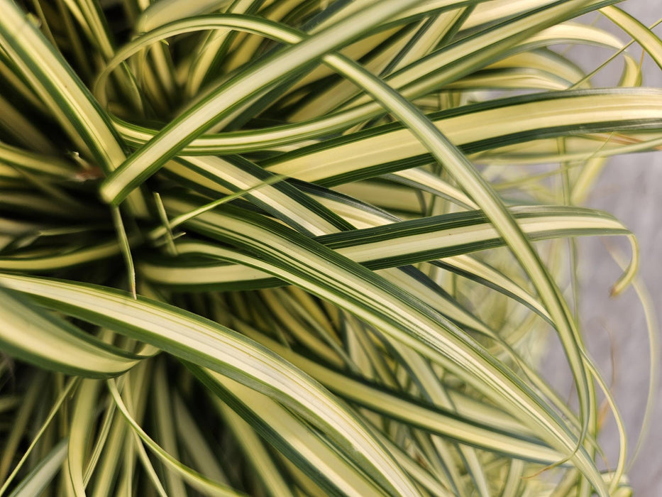 Carex oshimensis 'Evergold' - Zegge -↕10-25cm - Ø9cm - 12x