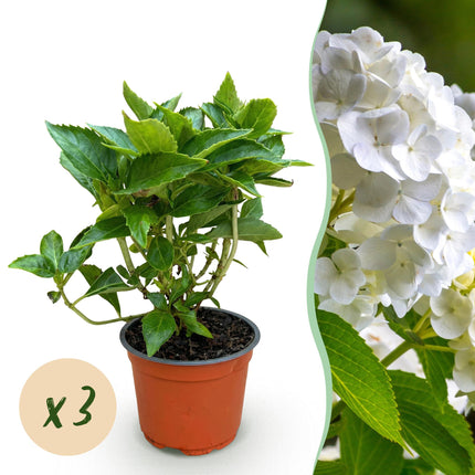 Hydrangea macrophylla Wit - Hortensia - Wit - 3 Planten - ↕20-30cm - Ø12cm - 3x